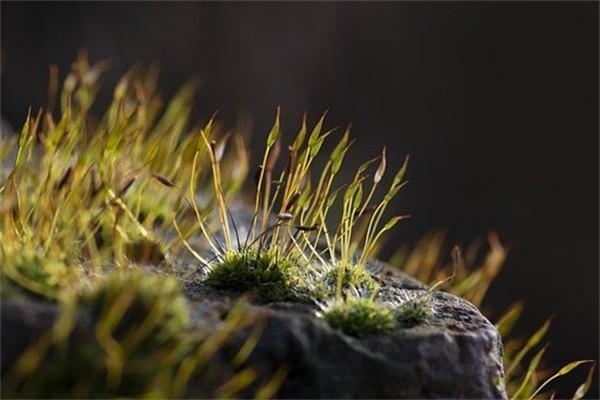 微保百万医疗险可靠吗