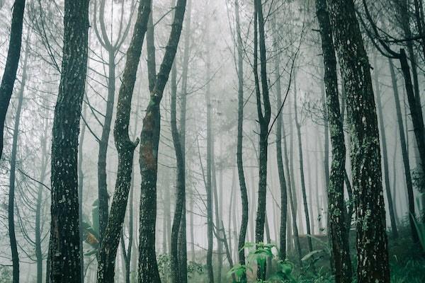 支付宝里的增额终身寿险哪个好，怎么样