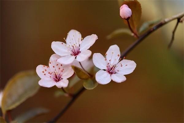 康宁终身保险值得买吗，条款内容是什么