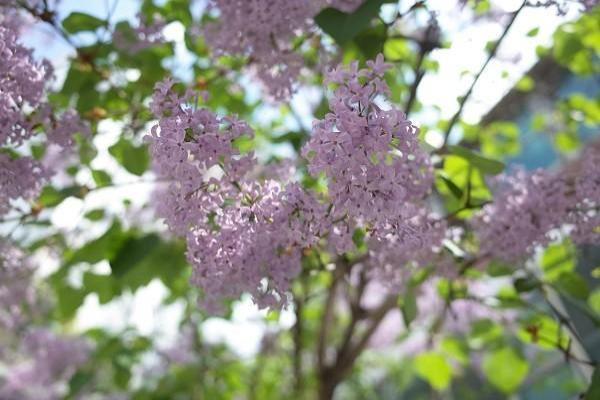 华夏常青藤重疾保险靠谱吗，条款内容是什么