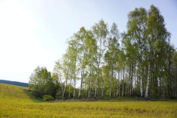 国寿附加豁免保险费定期寿险(典藏版)值得买不，咋样