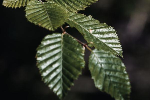 太平洋保险儿童意外险怎样购买，报销范围有哪些