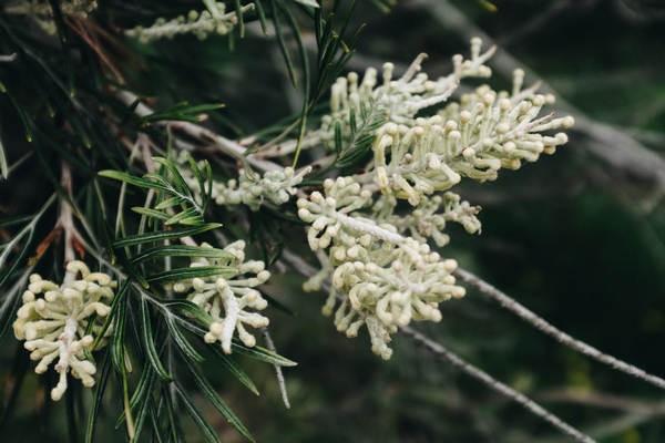 神经鞘瘤重疾险理赔吗，在保险重疾范围吗