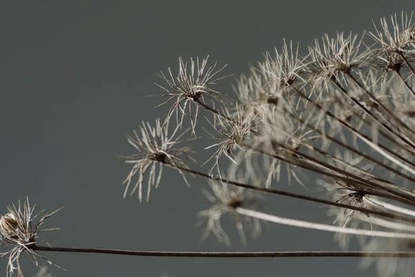 太平种植牙医疗保险怎么报销，能报销吗