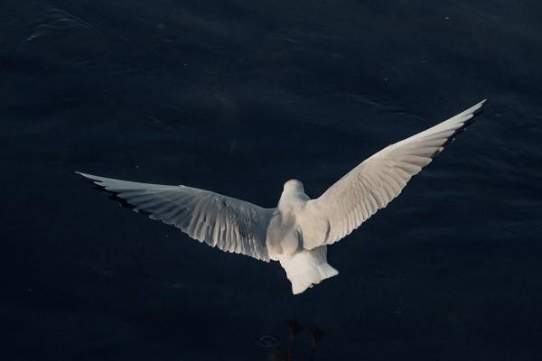 东莞平安保险退保流程是什么，在哪里退