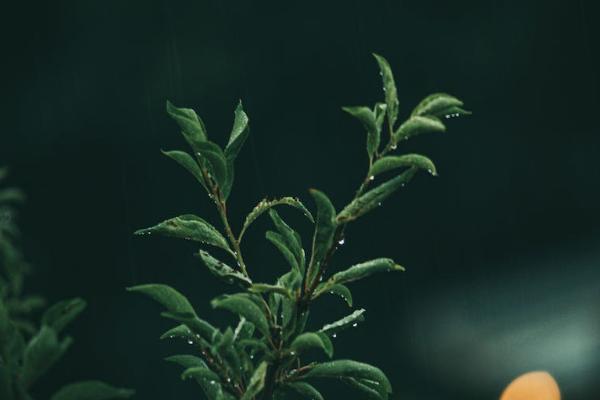 金瑞人生没到一年退保退多少钱，怎么退保