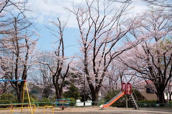 买了学平险查询需要哪些材料，在哪里查询