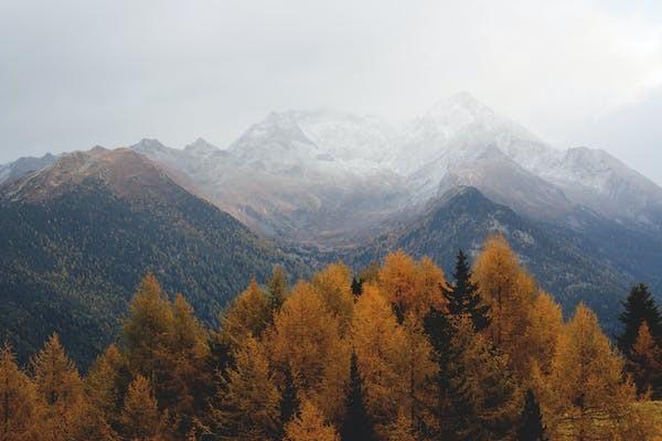 平安退保在哪里办理，看进度