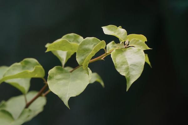 香港富豪买保险应该怎么买，靠谱吗