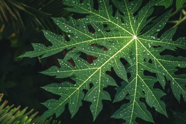 中国人寿学生平安保险理赔电话是多少，保障范围有哪些