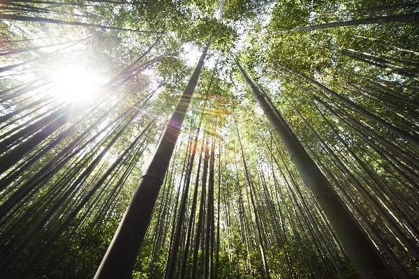 解析：少花钱买到高性价保险的方案